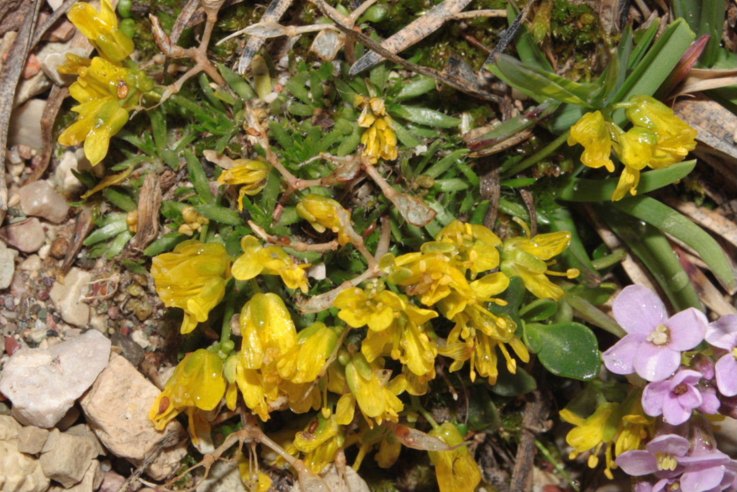 Draba hoppeana / Draba di Hoppe